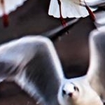 IMG_0717 Les mouettes